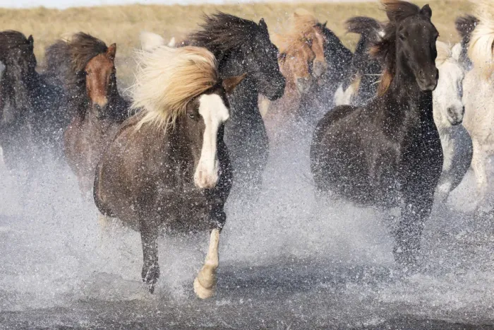 Framed Print : Icelandic horses running across a glacial river, South Iceland Framed Print : Icelandic horses running across a glacial river, South Iceland