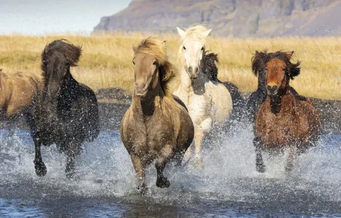 Framed Print : Icelandic horses running across a glacial river, South Iceland Framed Print : Icelandic horses running across a glacial river, South Iceland