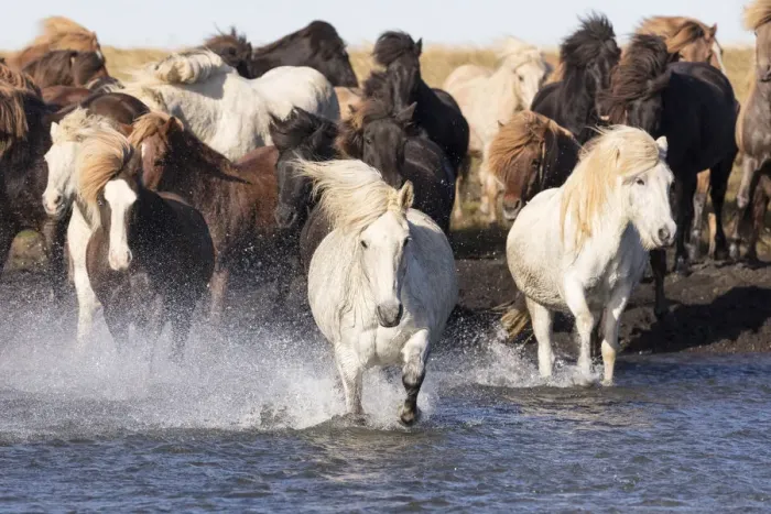 Framed Print : Icelandic horses running across a glacial river, South Iceland Framed Print : Icelandic horses running across a glacial river, South Iceland