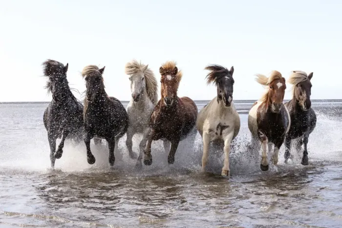 Framed Print : Icelandic horses running across a lake, South Iceland