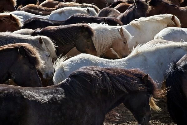 Icelandic horses sheltering in a strong wind