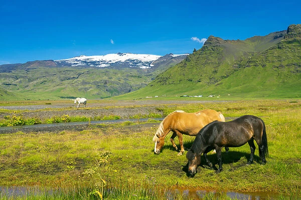 Icelandic horses with snowcapped Eyjafjallajokull volcano in background, Skogar, Rangarping eystra, Southern Region, Iceland