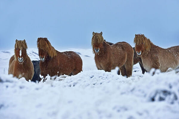 Icelandic ponies, Djupivogur, Iceland