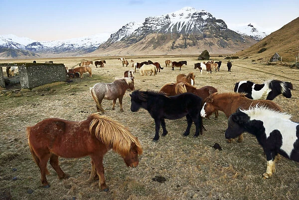 Icelandic ponies near Vik, Iceland