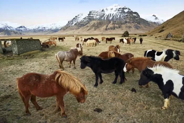 Framed Print : Icelandic ponies near Vik, Iceland Framed Print : Icelandic ponies near Vik, Iceland