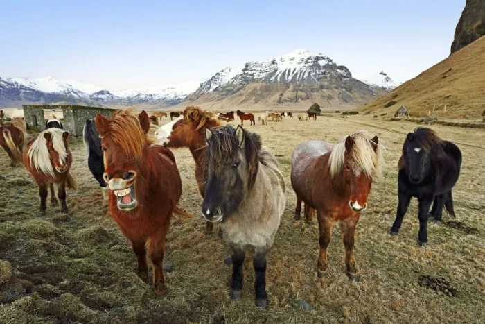 Framed Print : Icelandic ponies near Vik, Iceland Framed Print : Icelandic ponies near Vik, Iceland