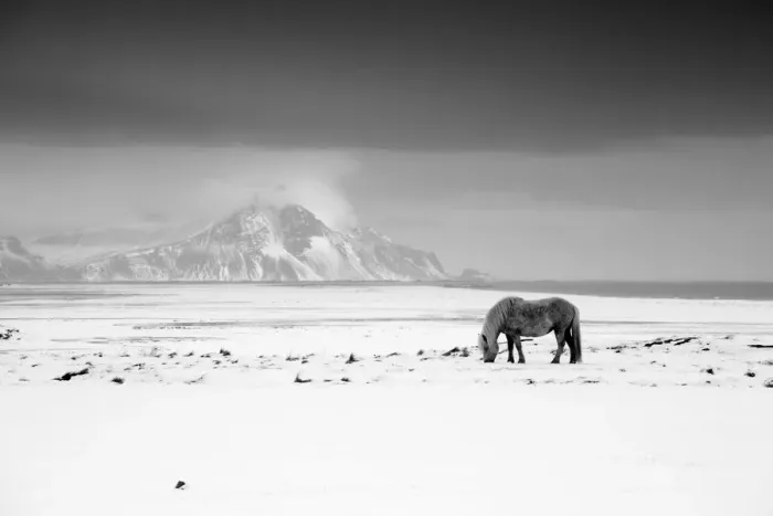Framed Print : Icelandic Pony in Winter, Iceland Framed Print : Icelandic Pony in Winter, Iceland