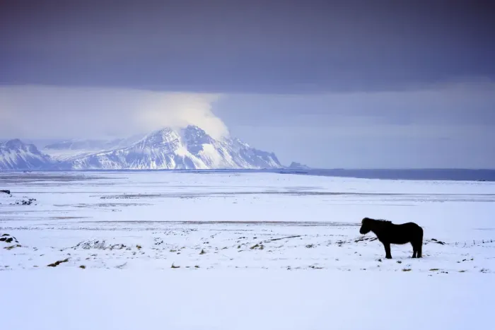 Framed Print : Icelandic Pony in Winter, Iceland Framed Print : Icelandic Pony in Winter, Iceland
