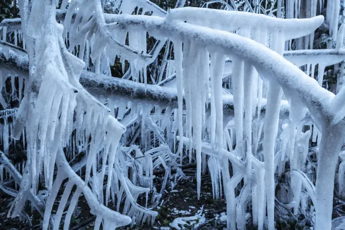Framed Print : Icicles formed on trees, Devon, England. Winter (February) 2021 Framed Print : Icicles formed on trees, Devon, England. Winter (February) 2021