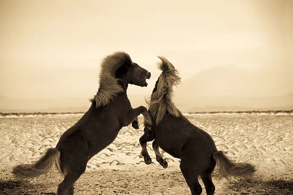 Iclandic Ponies Playing, Iceland