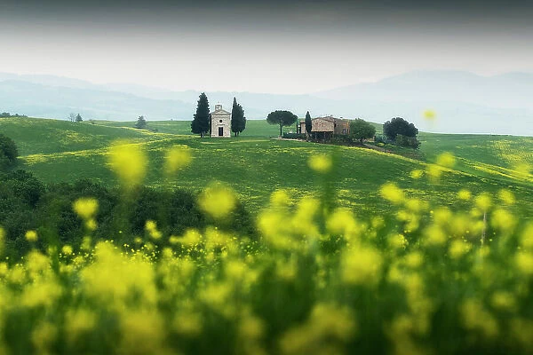 The iconic Chapel of Madonna di Vitaleta appearing through some mustard flowers on a gloomy spring morning. Val d'Orcia, Tuscany, Italy