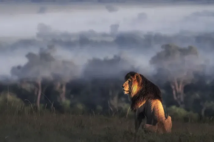 Framed Print : Iconic Lion scarface (panthera leo) in the msai mara national reserve, kenya