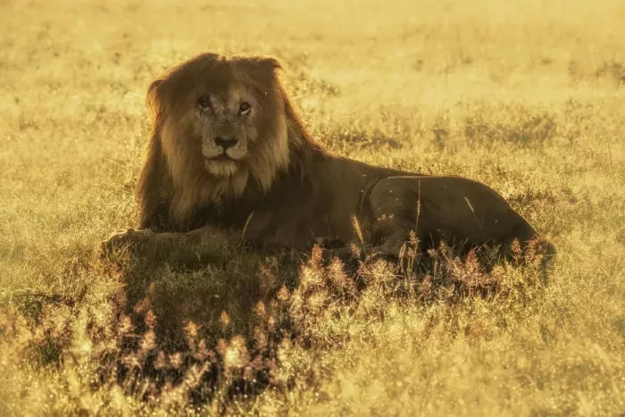 Framed Print : Iconic Lion scarface (panthera leo) in the msai mara national reserve, kenya