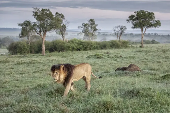 Framed Print : Iconic Lion scarface (panthera leo) in the msaimara national reserve, kenya