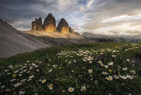 The iconic Tre Cime di Lavaredo and some wildflowers during a calm summer evening, in the Italian Dolomites
