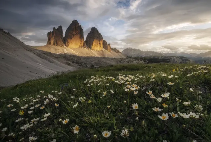 Framed Print : The iconic Tre Cime di Lavaredo and some wildflowers during a calm summer evening, in the Italian Dolomites