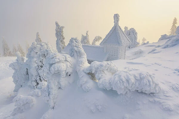 Icy Chapel and snow covered Spruce trees, Bavarian Forest, Big Arber, Bavaria, Germany
