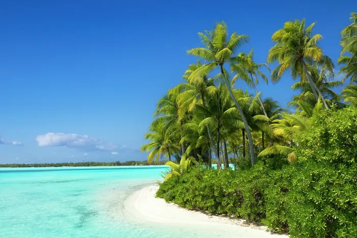 Framed Print : Idyllic beach scene with palm trees, Bora Bora, Society Islands, Pacific Ocean, French Polynesia Framed Print : Idyllic beach scene with palm trees, Bora Bora, Society Islands, Pacific Ocean, French Polynesia
