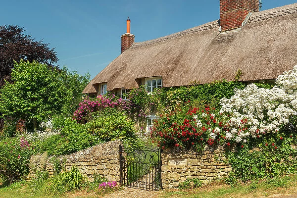 Idyllic thatched cottage and colourful flower garden in the village of Powerstock, Dorset, England. Summer (June) 2023