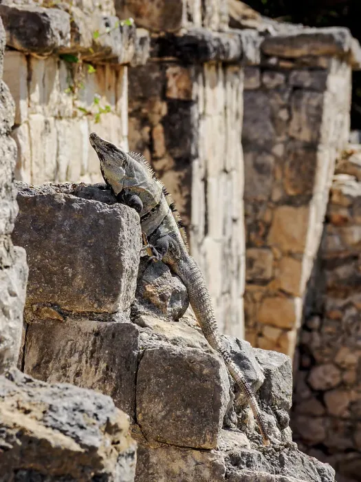 Framed Print : Iguana at Edzna Archaeological Site, Campeche State, Mexico Framed Print : Iguana at Edzna Archaeological Site, Campeche State, Mexico