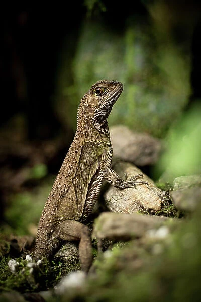 Iguana, Mashpi, Reserva Mashpi Amagusa, Pichincha, Ecuador