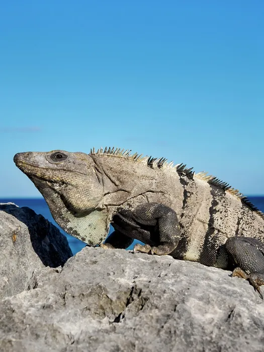 Framed Print : Iguana at the rock with Caribbean Sea in the background, Paradise Beach, Tulum, Quintana Roo State, Mexico Framed Print : Iguana at the rock with Caribbean Sea in the background, Paradise Beach, Tulum, Quintana Roo State, Mexico