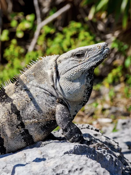 Framed Print : Iguana at Tulum Archeological Site, Quintana Roo State, Mexico Framed Print : Iguana at Tulum Archeological Site, Quintana Roo State, Mexico