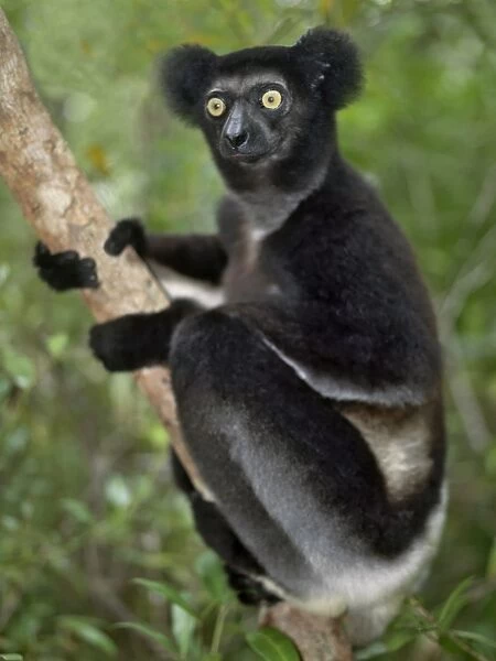An imature indri (Indri indri) in eastern Madagascar