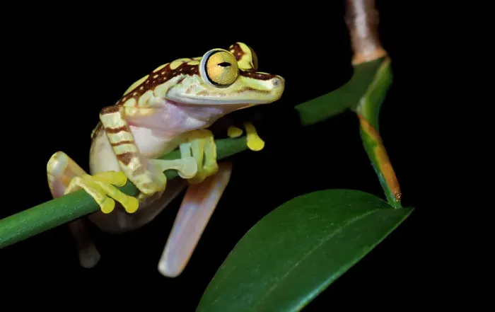 Framed Print : Imbabura tree frog (Boana picturata) is a tree frog endemic to the Pacific lowlands of western Colombia and northwestern Ecuador - captive bred Framed Print : Imbabura tree frog (Boana picturata) is a tree frog endemic to the Pacific lowlands of western Colombia and northwestern Ecuador - captive bred