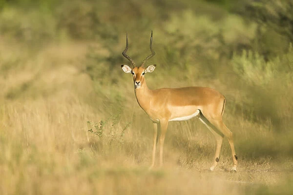 Impala (Aepyceros melampus), Khwai, Botswana, Africa