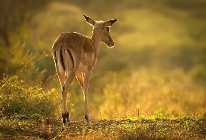 Framed Print : Impala backlight by early morning light, Zimanga Private Game Reserve, KwaZulu Natal, South Africa Framed Print : Impala backlight by early morning light, Zimanga Private Game Reserve, KwaZulu Natal, South Africa