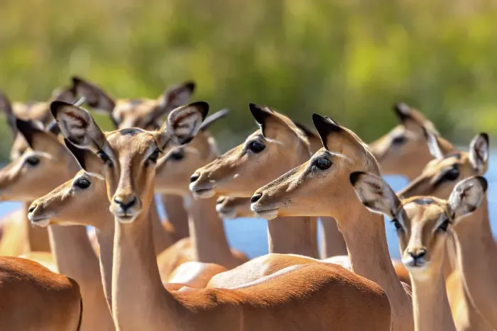 Framed Print : Impala herd, Okavango Delta, Botswana Framed Print : Impala herd, Okavango Delta, Botswana