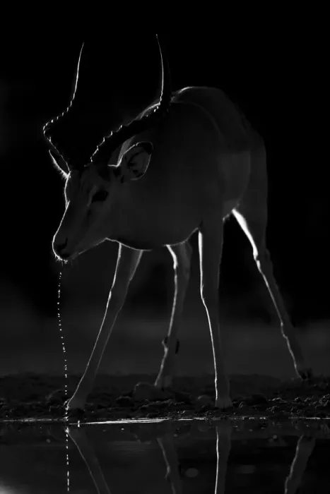 Framed Print : Impala. Kalahari Desert, Botswana Framed Print : Impala. Kalahari Desert, Botswana