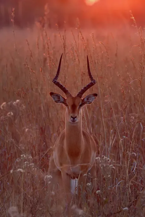 Framed Print : Impala ram in golden light at sunset, Okavango Delta, Botswana Framed Print : Impala ram in golden light at sunset, Okavango Delta, Botswana