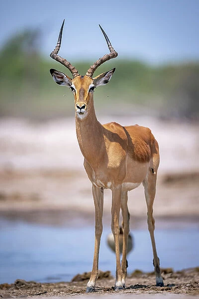 Impala Ram, Okavango Delta, Botswana