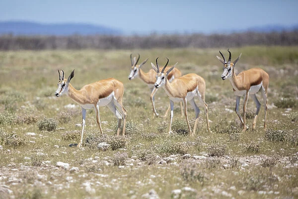 Impala walking, Etosha National Park, Etosha, Namibia