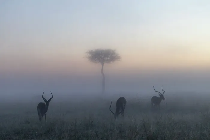 Framed Print : Impalas (Aepyceros melampus) in a misty sunrise in the Masaimara, Kenya Framed Print : Impalas (Aepyceros melampus) in a misty sunrise in the Masaimara, Kenya