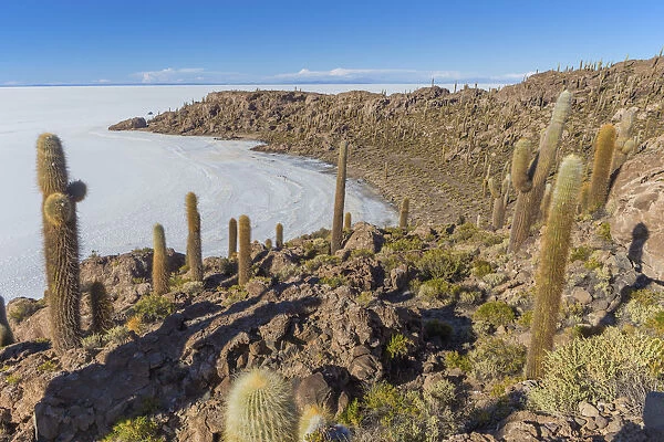 Incahuasi island, Uyuni salt flat, Salar de Uyuni, Potosi department, Bolivia