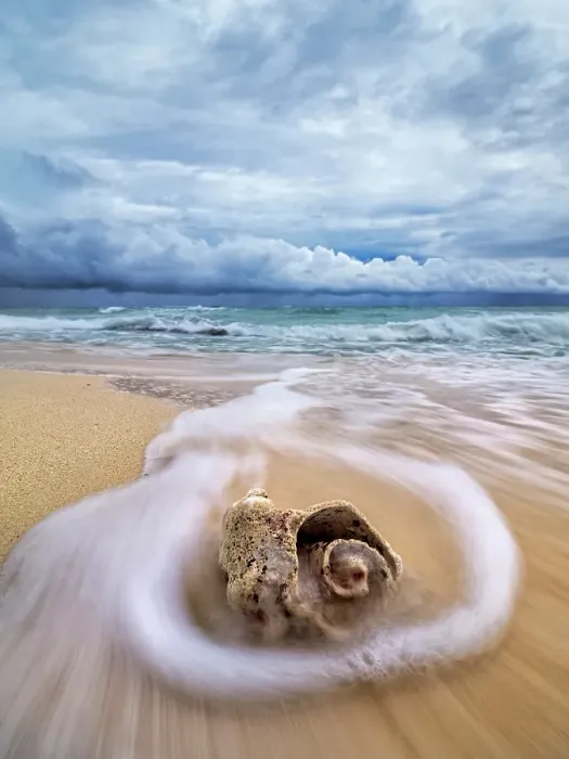 Framed Print : Incoming waves wash over a weather beaten conch shell on Consuelos Beach during the onset of a tropical storm, Grand Cayman, Cayman Islands, British West Indies Framed Print : Incoming waves wash over a weather beaten conch shell on Consuelos Beach during the onset of a tropical storm, Grand Cayman, Cayman Islands, British West Indies