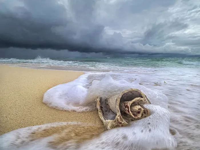 Framed Print : Incoming waves wash over a weather beaten conch shell on Consuelos Beach during the onset of a tropical storm, Grand Cayman, Cayman Islands, British West Indies Framed Print : Incoming waves wash over a weather beaten conch shell on Consuelos Beach during the onset of a tropical storm, Grand Cayman, Cayman Islands, British West Indies