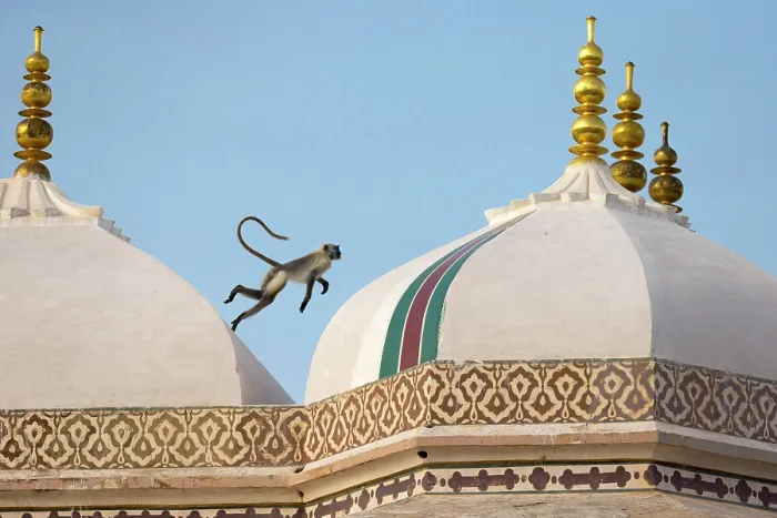 Framed Print : India, Bharat, Rajasthan, Jaipur, A monkey jumps across the rooftops of the fort Framed Print : India, Bharat, Rajasthan, Jaipur, A monkey jumps across the rooftops of the fort