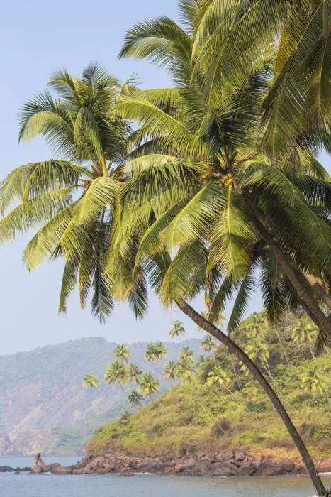 Framed Print : India, Goa, Cola beach Framed Print : India, Goa, Cola beach