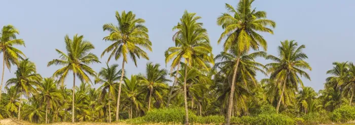 Framed Print : India, Goa, Utorda beach