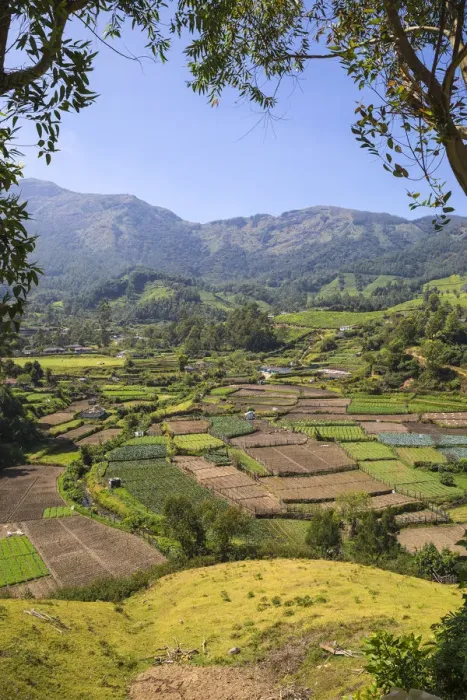 Framed Print : India, Kerala, Munnar, Farm lands Framed Print : India, Kerala, Munnar, Farm lands