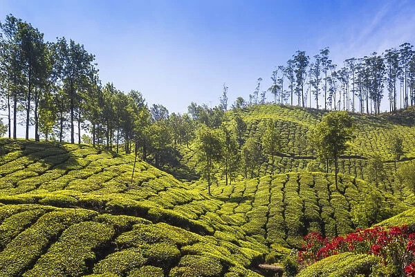 India, Kerala, Munnar, Tea Estate