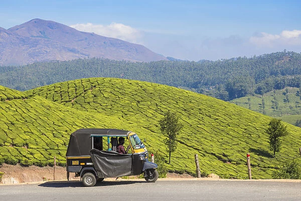 India, Kerala, Munnar, Tea estate