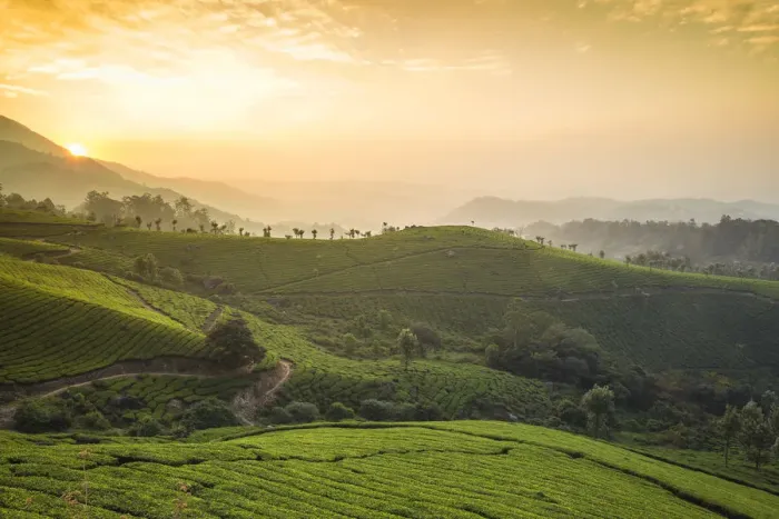 Framed Print : India, Kerala, Munnar, View over tea estates at sunrise