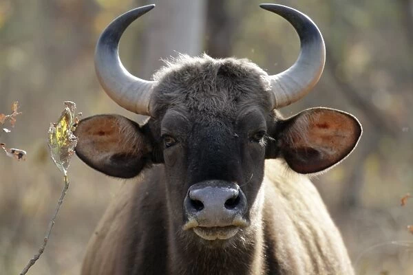 India, Madhya Pradesh, Satpura National Park. An inquisitive gaur, or wild bison stares directly at the
