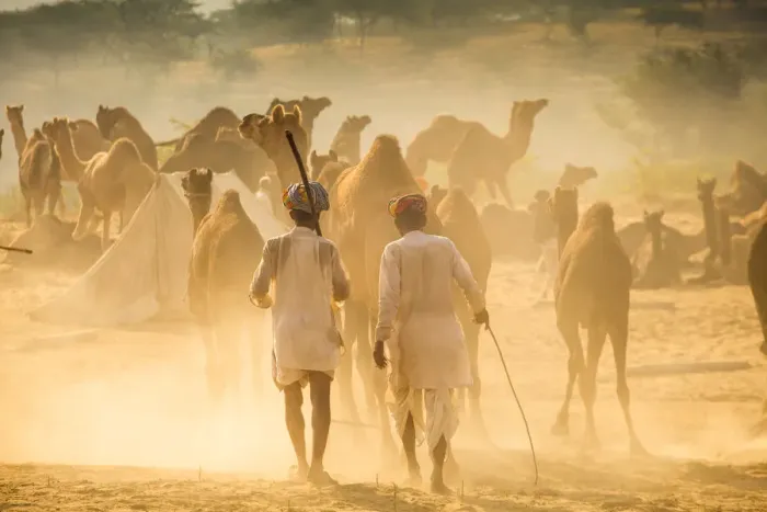 Framed Print : India, Rajasthan, Pushkar, Camel herders arriving at Pushkar Camel Fair Framed Print : India, Rajasthan, Pushkar, Camel herders arriving at Pushkar Camel Fair