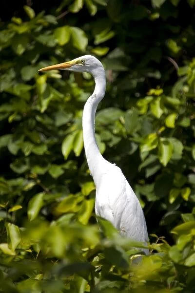 India, Ranganathittu Bird Sanctuary. An Eastern Great Egret set off beautifully against the lush foliage